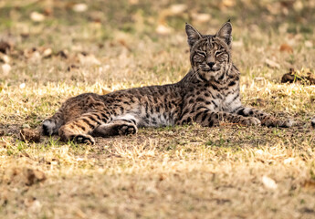 Sleepy Bobcat Sits In A Sunny Patch of Grass