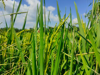 Obraz premium The image shows a close-up view of&nbsp;green rice ears&nbsp;growing in a paddy field