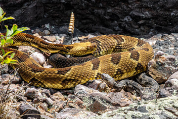 Fototapeta premium protective mother rattlesnake with her babies 