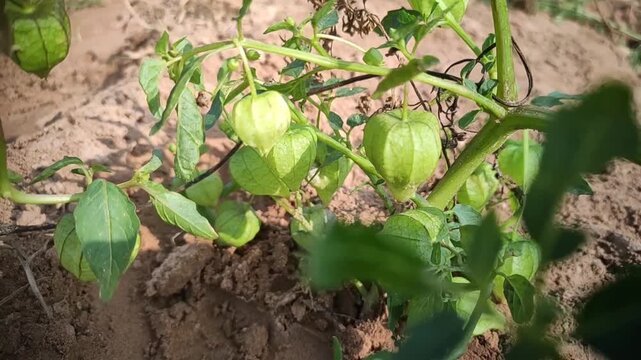 Green Tomatillos ( Husk Tomatoes) on the plant, growing berries on Groundcherry Plant close up footage