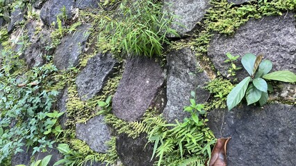 Rugged Stone Wall Covered in Greenery and Moss