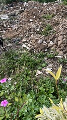 Rubble Pile with Wild Plants in Foreground
