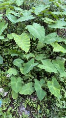 Green Heart Shaped Leaves Dense Foliage in Garden