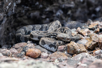 baby rattlesnakes by the entrance to their nest close-up
