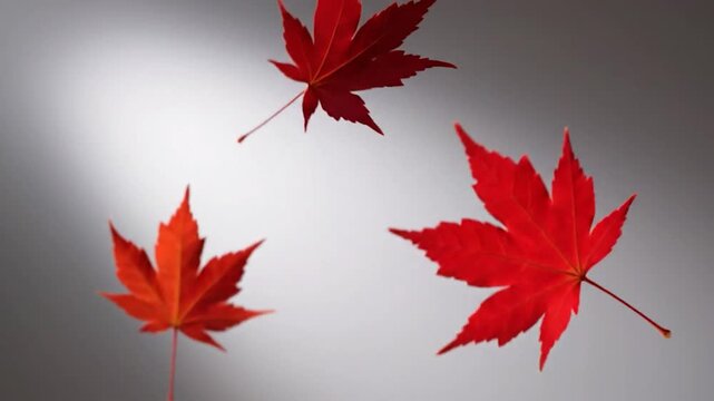 Three vibrant red maple leaves suspended against a soft gradient background