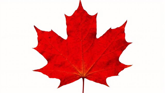 Vivid Red Maple Leaf Displayed Against Clean White Backdrop for Autumnal Decoration or Canadian Symbolism Uses