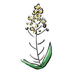 菜の花の筆描きイラスト