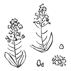 菜の花の手書きイラスト素材