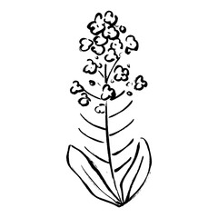 菜の花の筆タッチイラスト