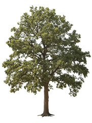 Fototapeta premium isolated-oak-tree-on-white