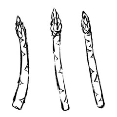 アスパラガスの手描きカット