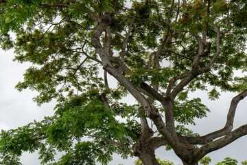Obraz premium Tree with lots of branches and leaves against white background
