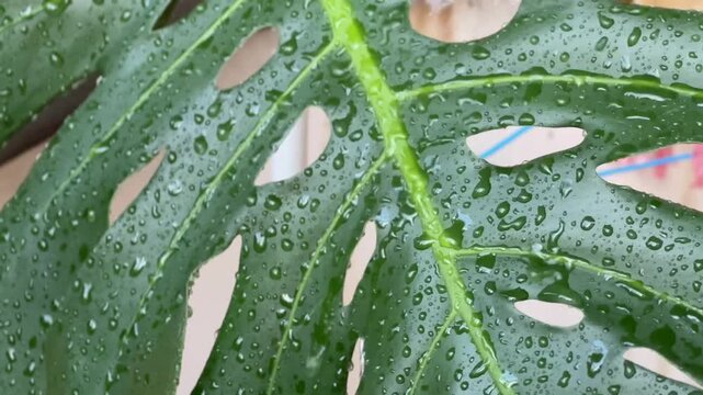 Bright green Monstera leaves with dew drops on them.