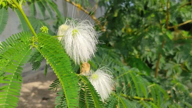 Beautiful White powder puff or white calliandra flower (Calliandra alba) blooming in the garden under morning sunlight