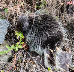porcupine in the wilted grass close-up