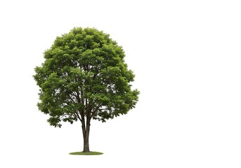 Emerald Canopy's Solitude