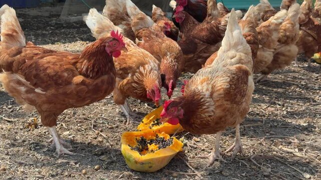 The chicken is eating papaya, Many chickens are on the farm
