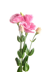 Obraz premium Beautiful pink eustoma flowers isolated on white background