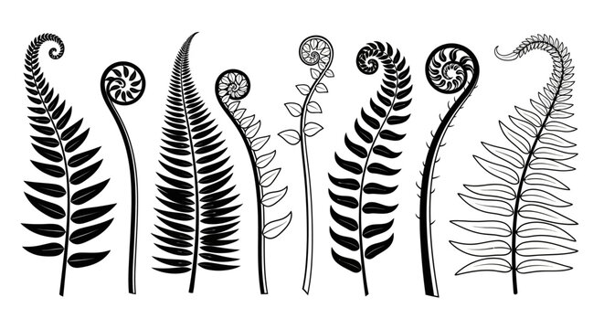 Black and white illustration of various fern fronds and fiddleheads in different stages of unfurling.