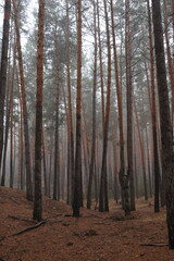 Tall pine trees standing in foggy forest with soft mist and muted light. Moody woodland landscape with vertical trunks and calm natural atmosphere.