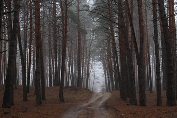 Fototapeta premium Forest road disappearing into fog between pine trees.