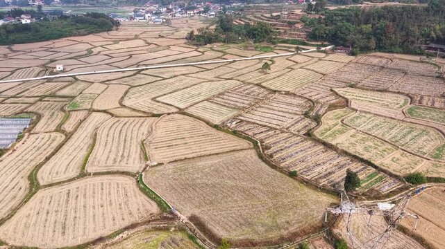 Harvested Rice Fields Winter Farmland Aerial