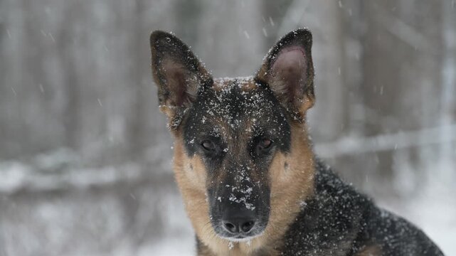 German shepherd in the snow