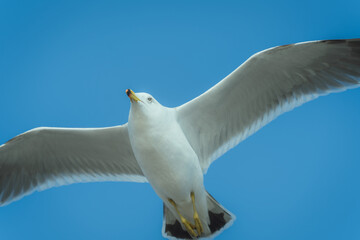 Seagulls Flying in the Sky
