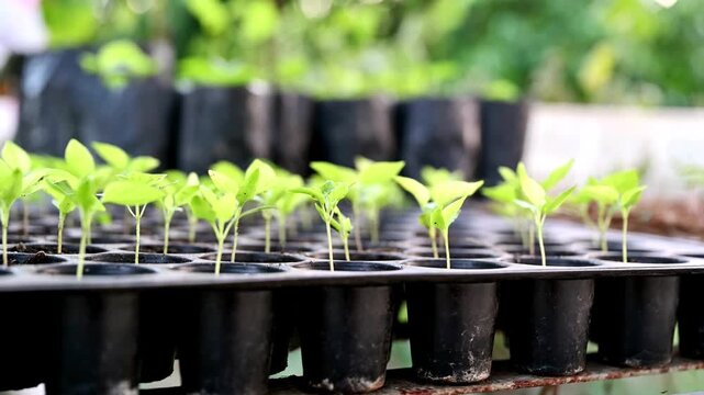 Cultivation row of chilli sprout growing in tray-1