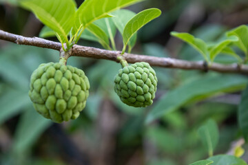 Green pinha fruit growing on branch with leaves, selective focus