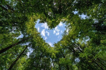 Fototapeta premium A canopy of lush green trees forms a heart shape, framing a blue sky with fluffy clouds above.