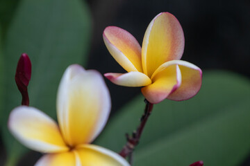 Flor de mayo flower in soft natural light with selective focus and blurred green background.