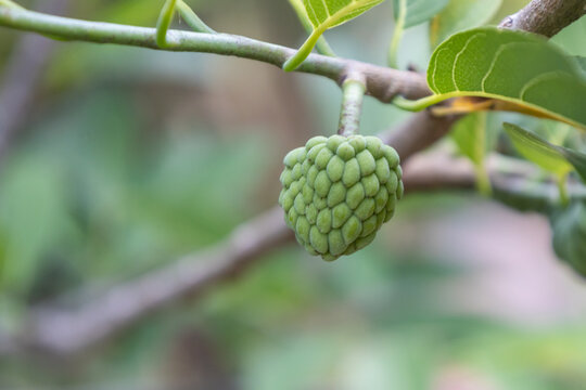 Green pinha fruit growing on branch with leaves, selective focus