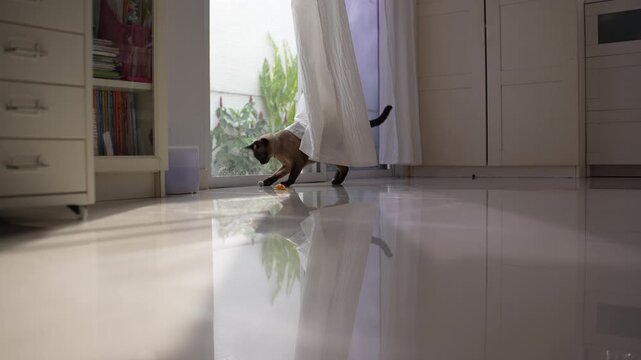 Siamese cat playing with a small football and a yellow toy mouse in a bright, airy white room with sunlight and breezy curtains blowing in the wind.