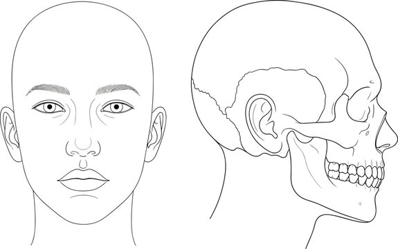 Human anatomy illustration showing frontal facial features and lateral skull view, detailed bone structure design for medical educational graphics