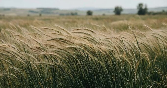 Golden wheat field swaying in the breeze on a sunny day