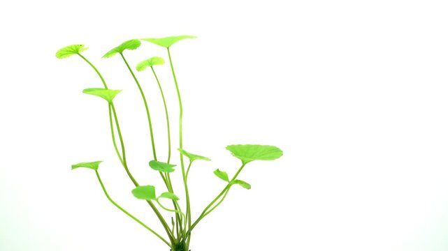 Gotu kola (Centella asiatica) leaves rotating on white background