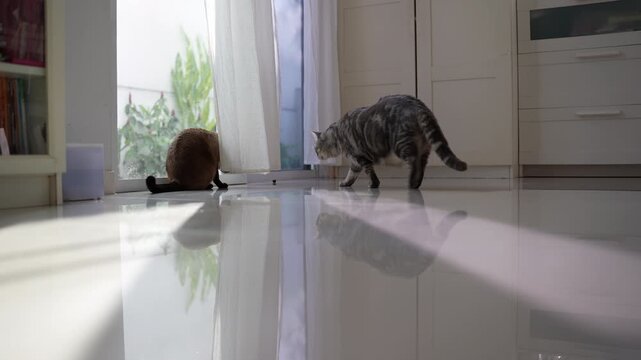 Siamese cat and chubby tabby cat playing together in bright living room, tabby jumping on Siamese cat making it jump in surprise and run out of frame funny pet interaction in bright roo 