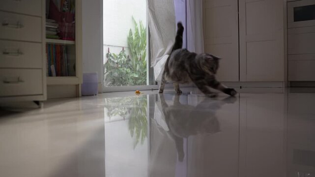 Playful fat tabby cat in sunlit white living room, jumping to chase and dribble a toy ball past camera near breezy curtains and glass door.