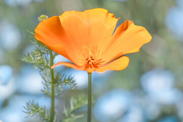 Fototapeta premium カリフォルニアポピー