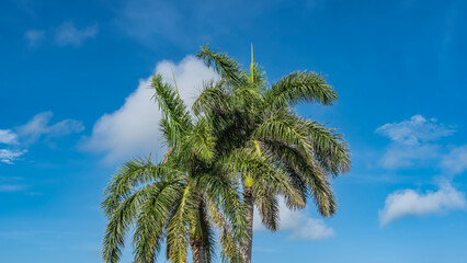 Fototapeta premium Beautiful royal palm trees Roystonea regia. Trunks and lush green leaves of crowns against a background of blue sky and clouds. Cuba