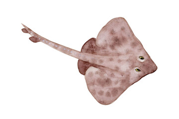 ザラカスベ　エイ　深海生物　水彩 イラスト