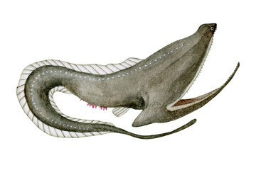 フクロウナギ　深海生物　水彩 イラスト