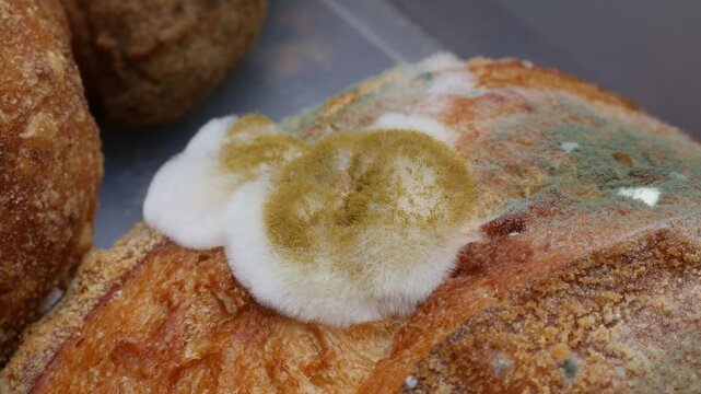 Extreme closeup of fuzzy white and green mold growing on old stale bread crust texture detail macro
