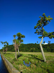 Sunlit Trees Standing Over Verdant Fields