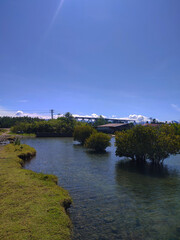 Sunny Riverside Landscape with Mangrove Reflections
