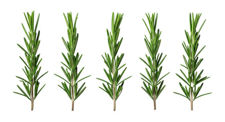 Fototapeta premium Several fresh, vibrant green rosemary sprigs, needle-like leaves, slender woody stems, arranged horizontally against a transparent background with copy space, concept of culinary ingredient
