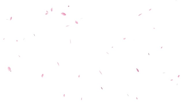 falling pink cherry blossom petals on white background loop, realistic pink flower petals falling animation, sakura flower petals overlay with alpha channel. 