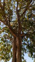 Fototapeta premium Tree trunk and branches textured with bark against green background