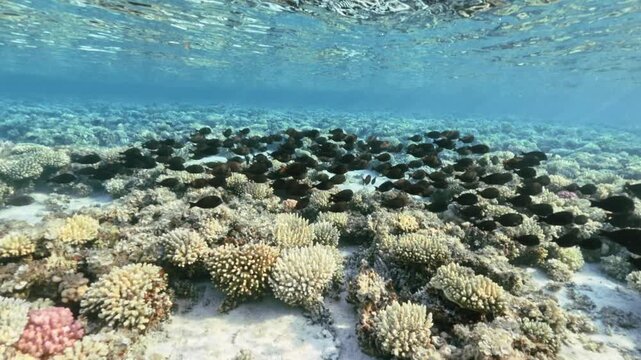 School of sailfin tangs swimming above shallow coral reef